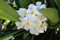 white plumeria 