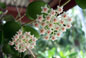 hoya