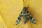 insect