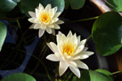 Lotus 'Mangkala Ubol'