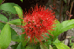 Bush Willow