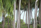 coconut