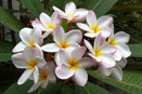 Plumaria